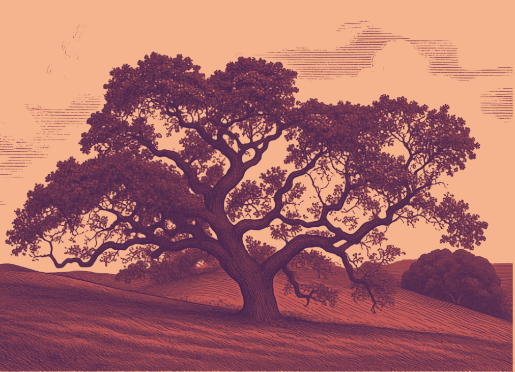 Red and orange etching of a Stanford live oak